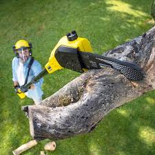 How Our Tree Care Process Works  in  Oak Park Heights, MN